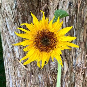 Starburst Panache Sunflower Seeds