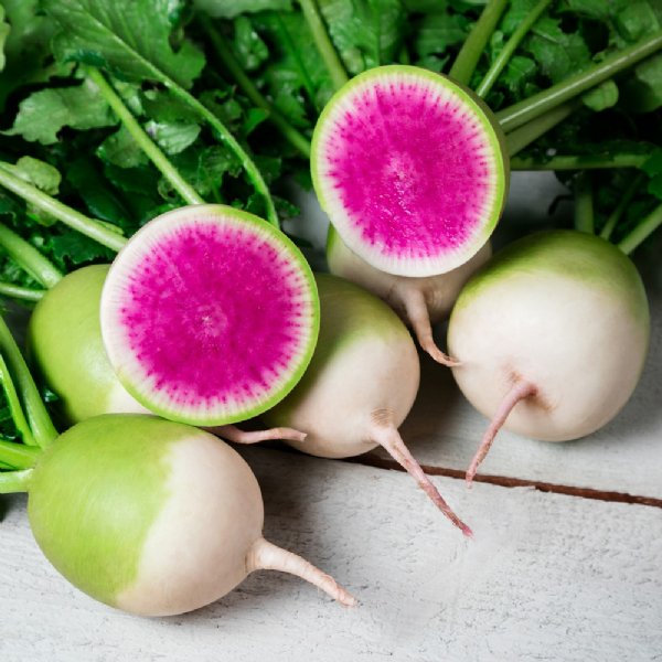 Stargazer Radish Seed