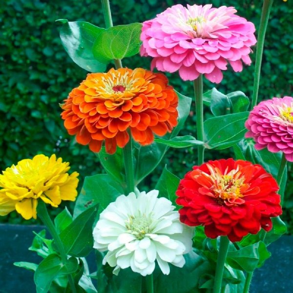 State Fair Mix Zinnia Seeds