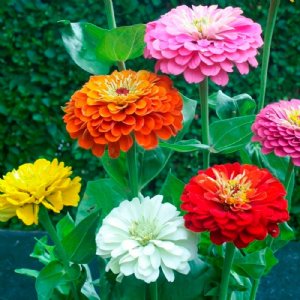 State Fair Mix Zinnia Seeds