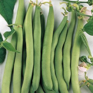 State Half Runner Bean Seed