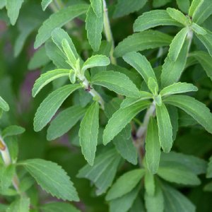 Stevia Seed