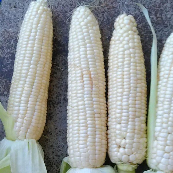 Stowells Evergreen Sweet Corn Seed