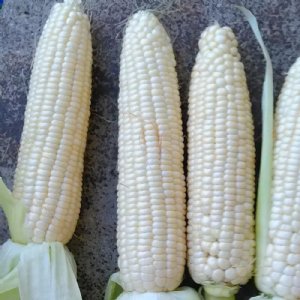 Stowells Evergreen Sweet Corn Seed