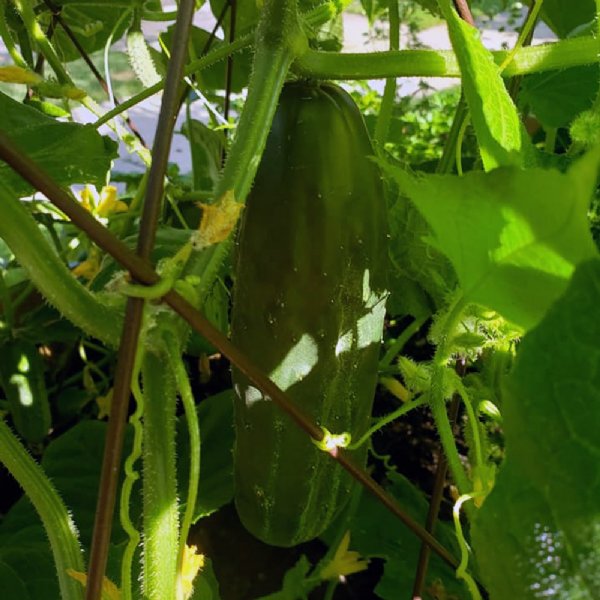 Straight 8 Elite Cucumber Seed