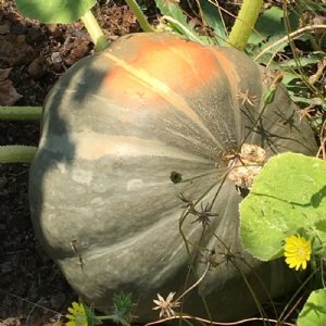 Strawberry Crown Squash Seed