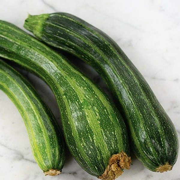 Striata d'Italia Zucchini Squash Seed