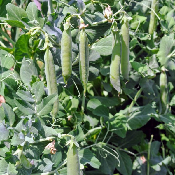 Strike Pea Seed