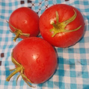 Sub Arctic Plenty Tomato Seeds