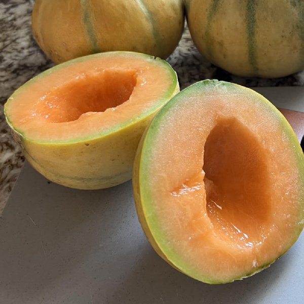 Sugar Rush Cantaloupe Seeds