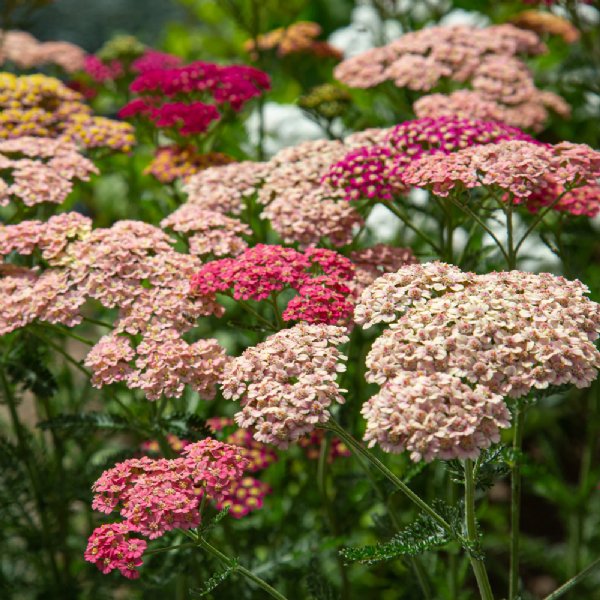 Summer Berries Mix Achillea Seed