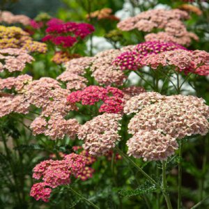 Summer Berries Mix Achillea Seed