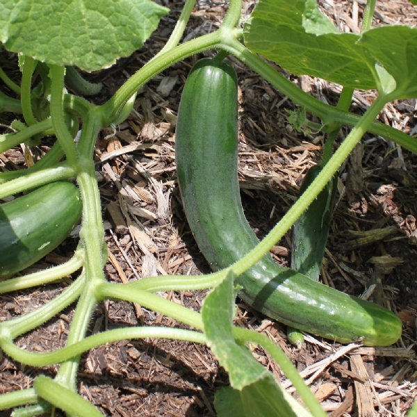 Summer Dance Cucumber Seed