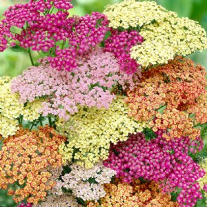 Summer Pastels Mix Achillea Seed