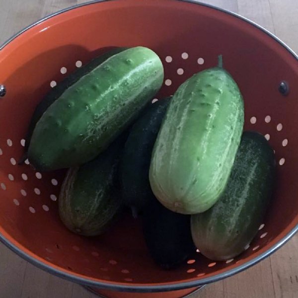 Sumter Cucumber Seed