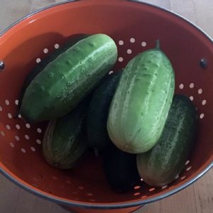 Sumter Cucumber Seed