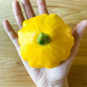 Sunburst Squash Seed