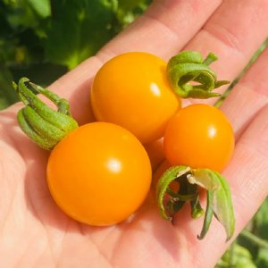 Sundrop Tomato Seeds