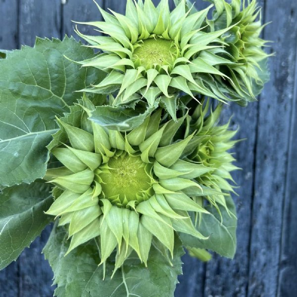 Sunfill Green Sunflower Seeds