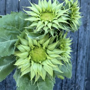 Sunfill Green Sunflower Seeds