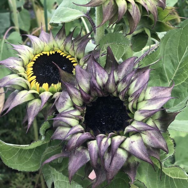 Sunfill Purple Sunflower Seeds