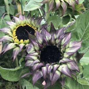 Sunfill Purple Sunflower Seeds