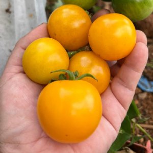 Sunray Tomato Seeds