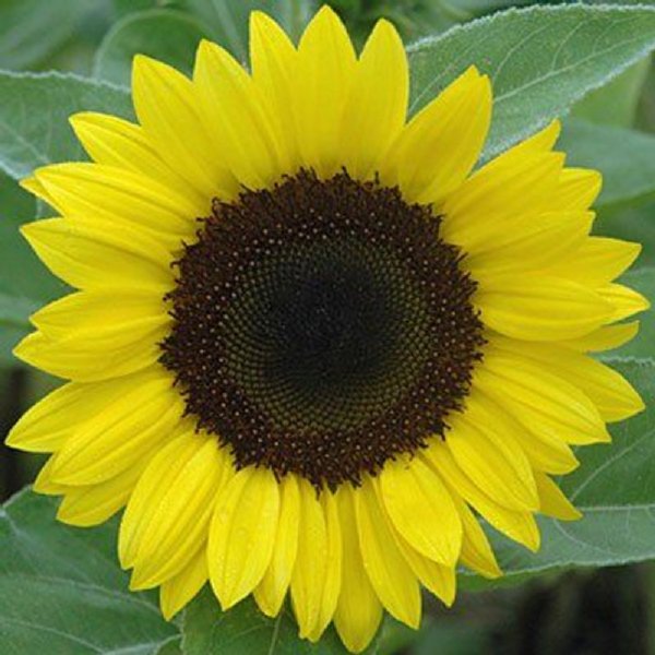 Sunrich Lemon Summer Sunflower Seeds