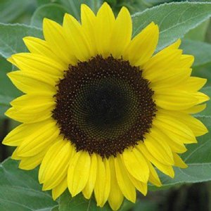 Sunrich Lemon Summer Sunflower Seeds