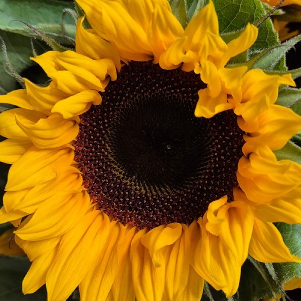 Sunrich Orange Sunflower Seeds