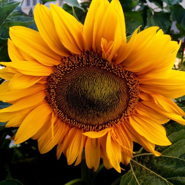 Sunspot Sunflower Seeds