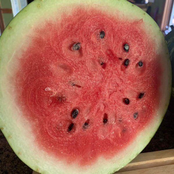 Sunsugar Watermelon Seed