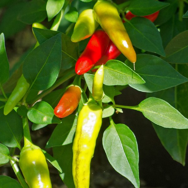 Super Chili Pepper Seed