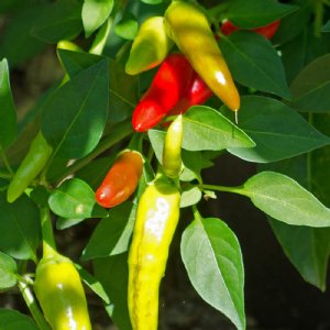 Super Chili Pepper Seed