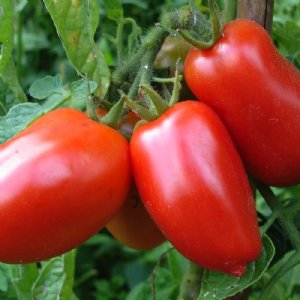 Super Italian Paste Tomato Seeds