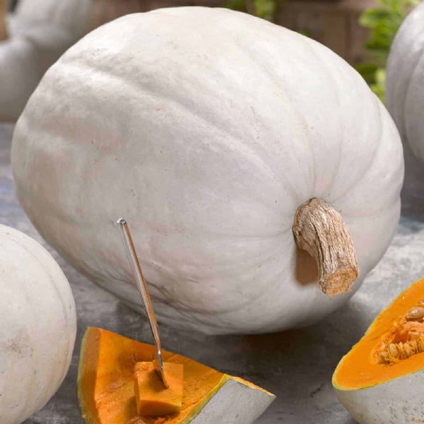 Super Moon Pumpkin Seed