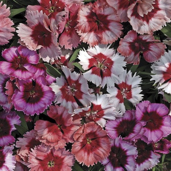 Super Parfait Mix Dianthus Seed