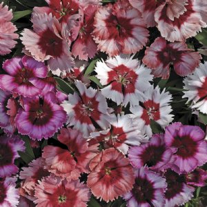 Super Parfait Mix Dianthus Seed