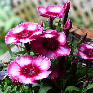 Super Parfait Raspberry Dianthus Seed