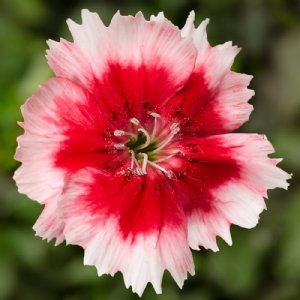 Super Parfait Red Peppermint Dianthus Seed