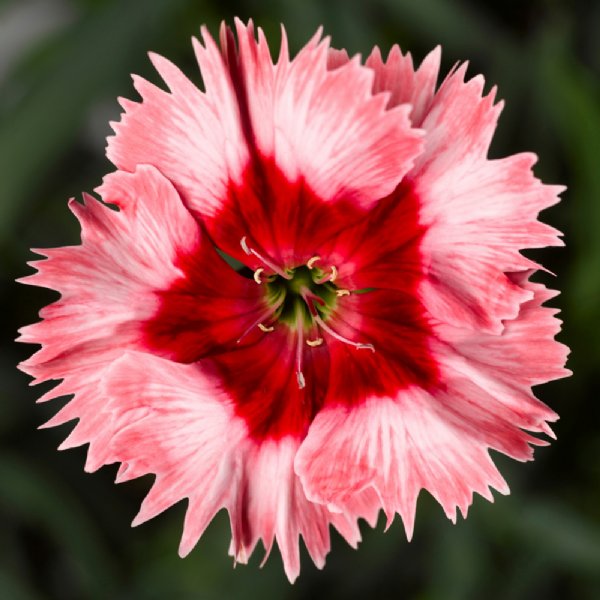 Super Parfait Strawberry Dianthus Seed