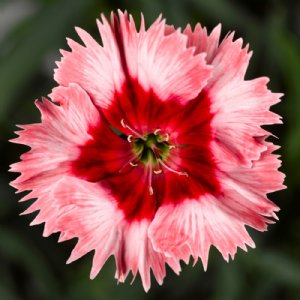 Super Parfait Strawberry Dianthus Seed