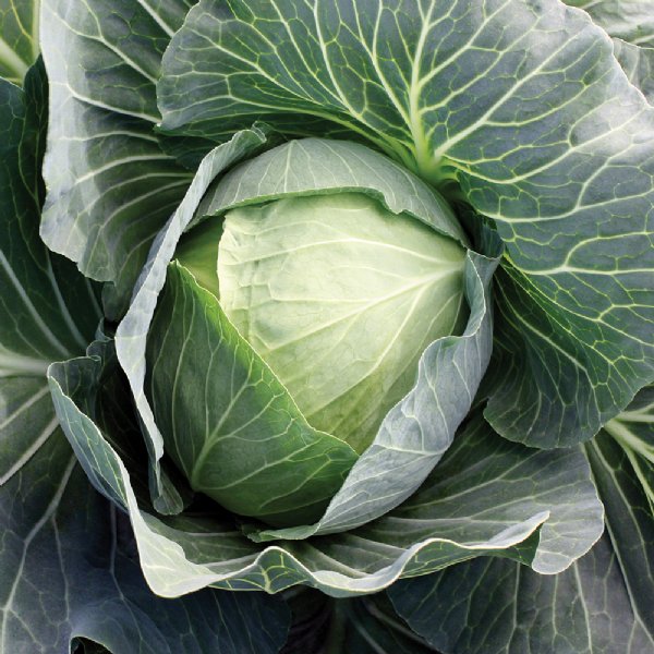 Super Star Cabbage Seed