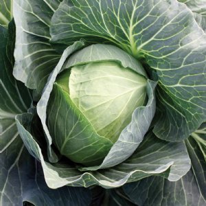 Super Star Cabbage Seed