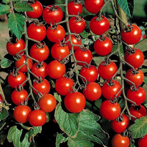 Supersweet 100 Tomato Seeds