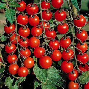 Supersweet 100 Tomato Seeds