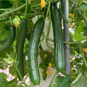 Suyo Long Cucumber Seed