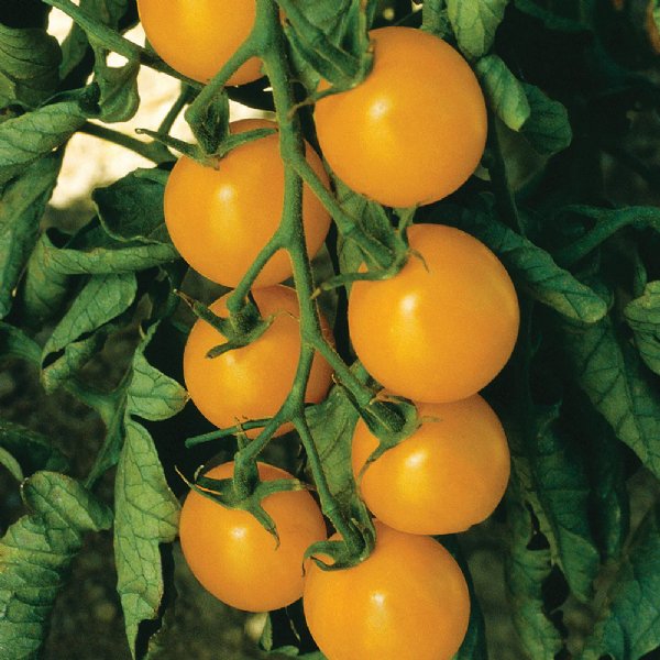 Sweet Gold Tomato Seeds