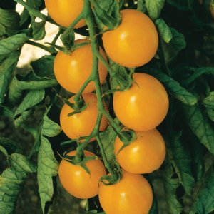 Sweet Gold Tomato Seeds