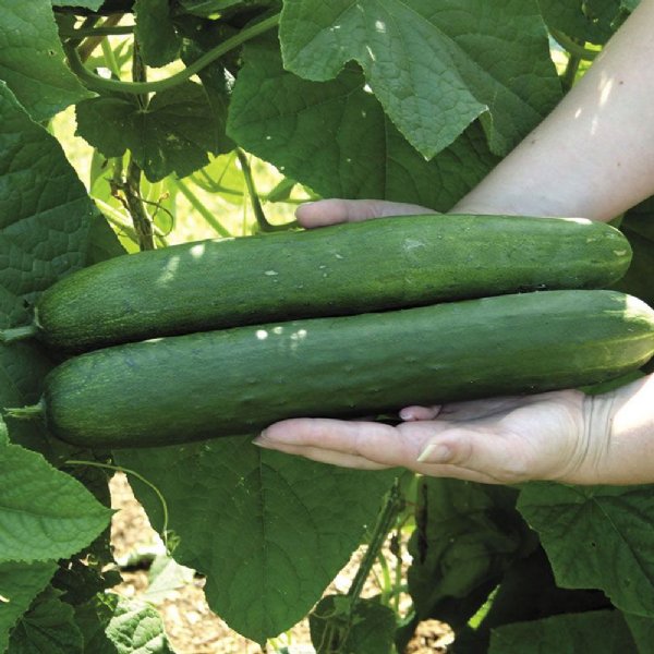 Sweet Success Cucumber Seed